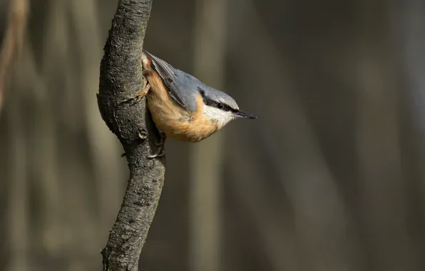 Background, branch, bird, nuthatch