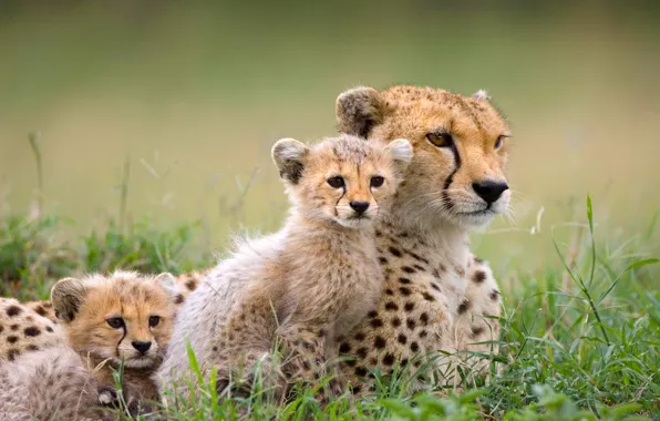 Nature, kittens, Cheetah, Savannah, Africa