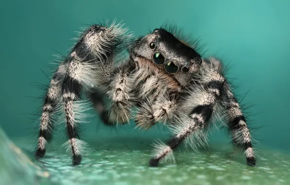 Eyes, look, macro, surface, pose, background, legs, spider