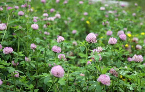 Greens, purple, summer, flowers, pink, clover