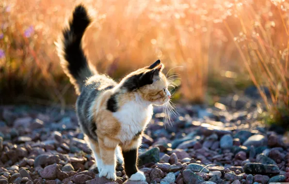 Cat, cat, pebbles, spotted