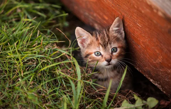 Cat, grass, look, pose, kitty, Board, baby, muzzle