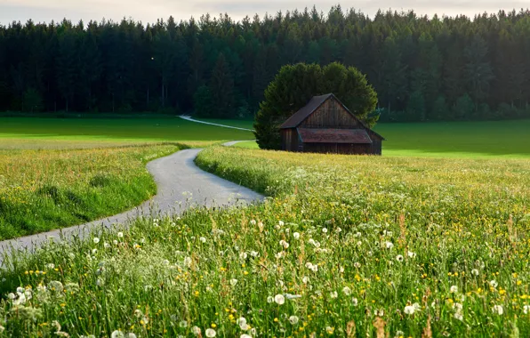 Road, field, forest, meadow, track, house, dandelions