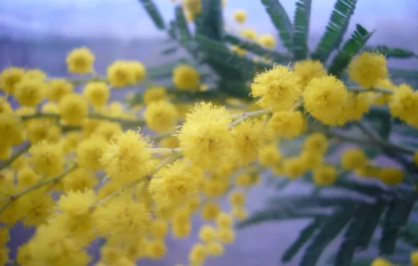 Picture spring, March 8, Mimosa, women's day