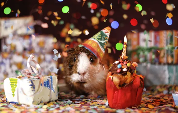 Christmas, gifts, New year, Guinea pig, cap, confetti, rodent, cupcake