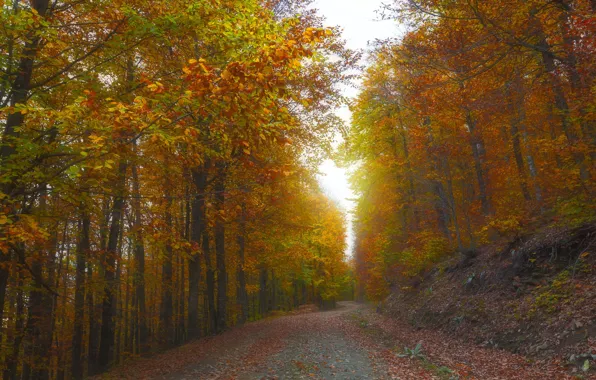 Road, autumn, forest, light, trees, Park, branch, slope