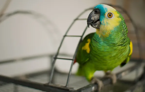 Look, green, background, bird, blur, arc, cell, parrot