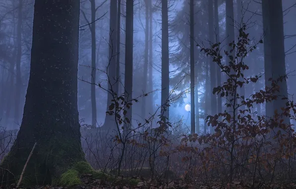 Forest, trees, night, nature, fog, the moon