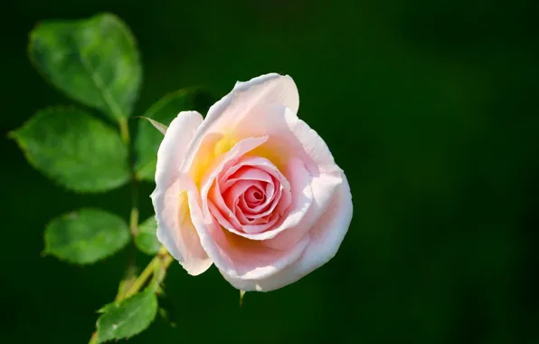 Picture roses, pink, green background