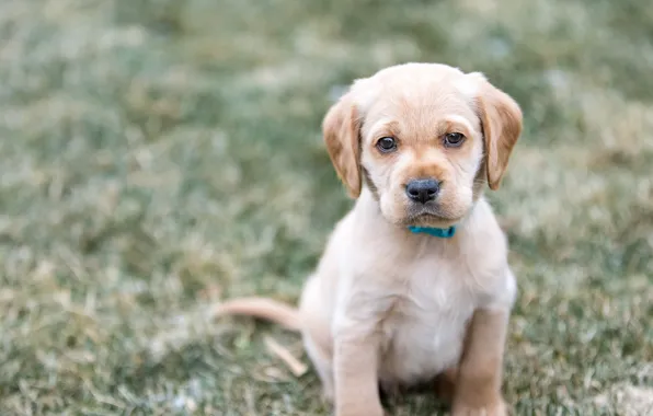 Look, dog, baby, puppy, bokeh