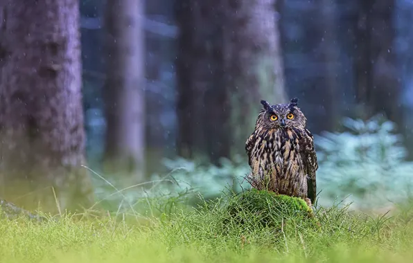 The rain, forest, look, drops, trees, rain, owl, bird