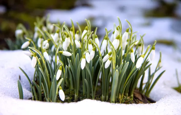 Snow, flowers, spring, snowdrops, white, flowers, snow, spring