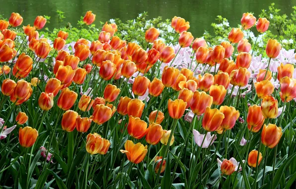 Orange, tulips, flowerbed, a lot