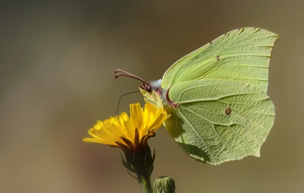 Picture flower, butterfly, the limonite, brimstones