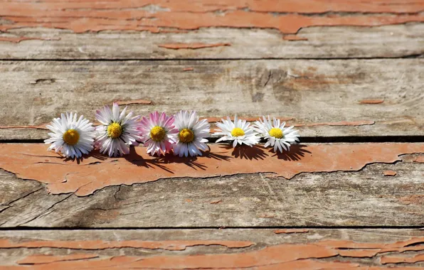 Picture flowers, background, Board