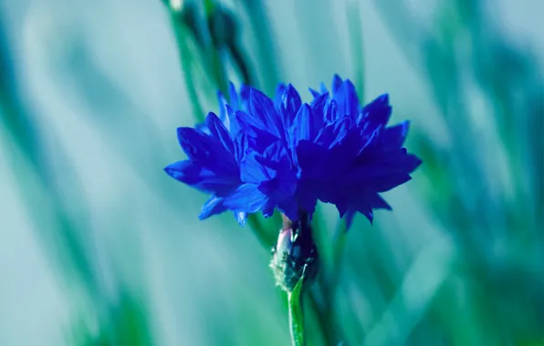 Picture flower, macro, blue, blur, voloshka, Cornflower