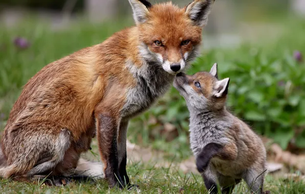 Picture look, pose, glade, Fox, pair, Fox, cub, sitting