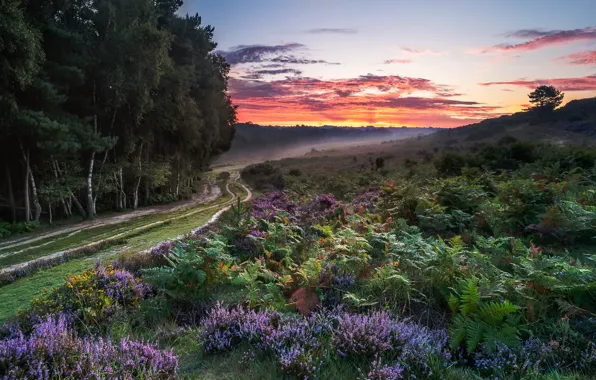 Road, forest, sunset, nature