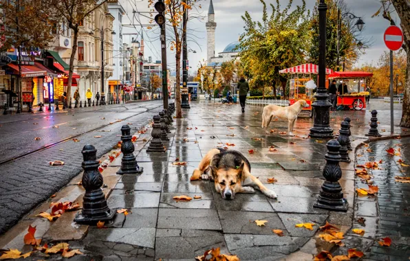 Picture autumn, dogs, the city, rain, street, home, Alexander the Silent