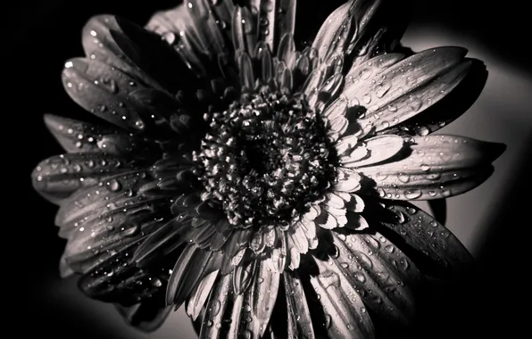 Flower, petals, black and white, blooming