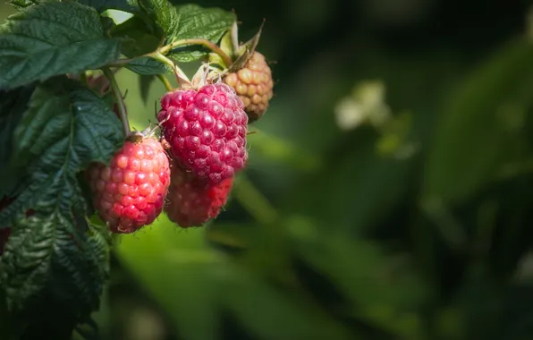 Picture forest, summer, nature, berries, raspberry, plants, shrub