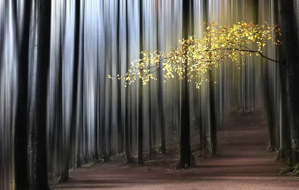 Autumn, forest, nature