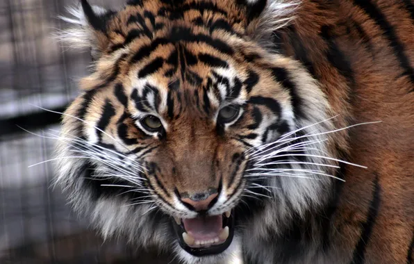 Mustache, look, face, tiger, teeth, mouth, evil, busy