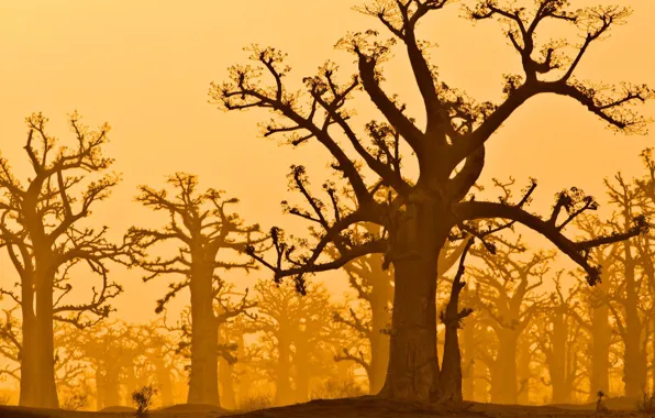 Trees, baobab, Senegal, reserve Bandia