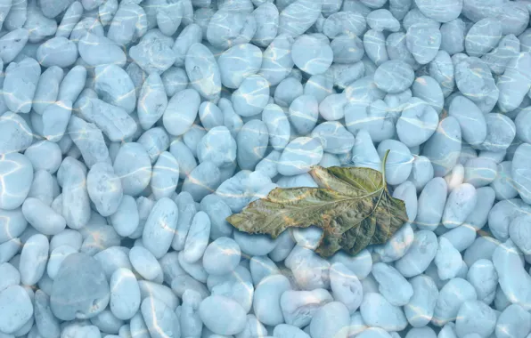 River, water, lake, leave, pebbles