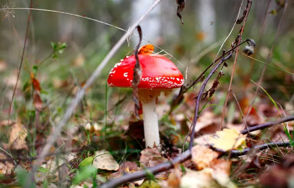 Autumn, forest, nature, mushroom