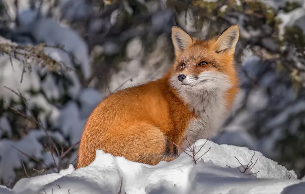 Winter, snow, Fox, red