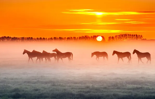 Field, trees, fog, sunrise, the fence, horse, farm, orange sky