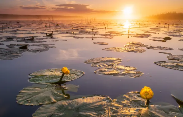 Sunset, lake, Lily