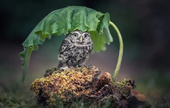Leaves, nature, umbrella, owl, bird, moss, snag, bumps