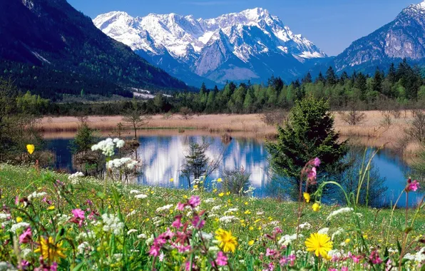 Picture forest, the sky, clouds, trees, landscape, flowers, mountains, nature