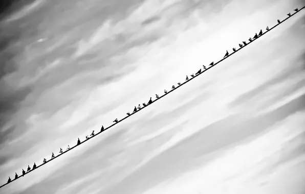 The sky, background, bird