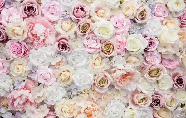 Picture roses, petals, white, buds, pink