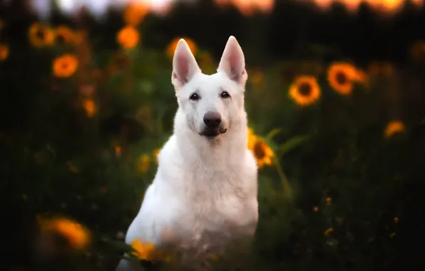Nature, each, dog