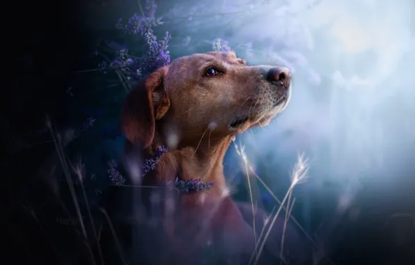 Picture grass, flowers, dog, lavender, bokeh