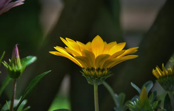 Picture Bokeh, Bokeh, Yellow flower, Yellow flower