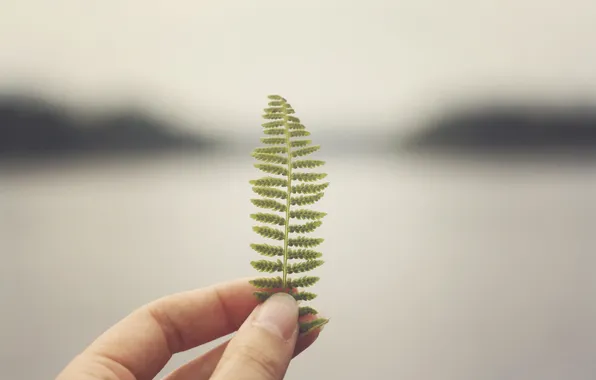 Picture green, leaf, hand, fingers