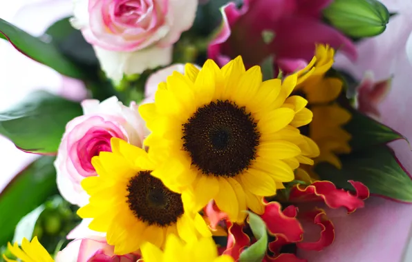 Leaves, sunflowers, flowers, roses, bouquet, yellow, petals, pink