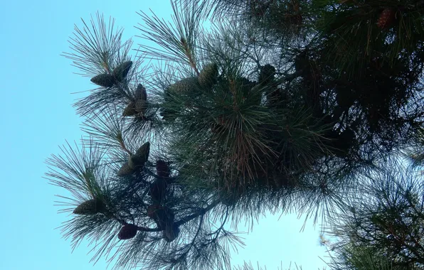 The sky, widescreen, Wallpaper, spruce, wallpaper, bump, bumps, widescreen