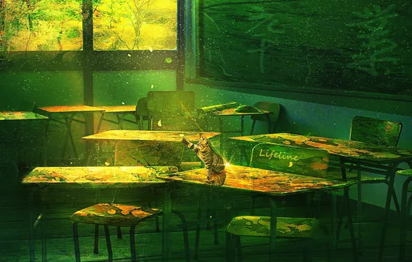 Cat, abandoned, class