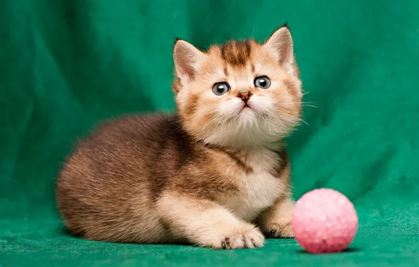 Cat, look, pose, kitty, face