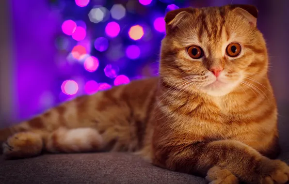 Picture cat, tree, portrait, red, New year, garland, bokeh, Scottish fold