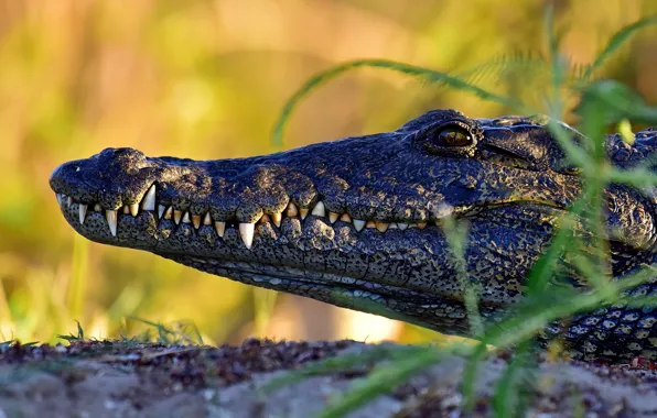 Face, crocodile, profile