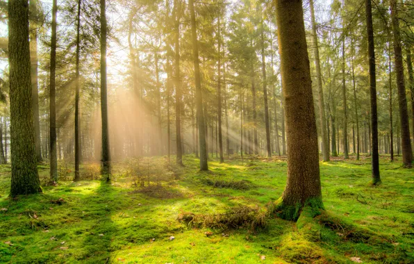Greens, forest, rays, light, trees, branches, nature, trunks