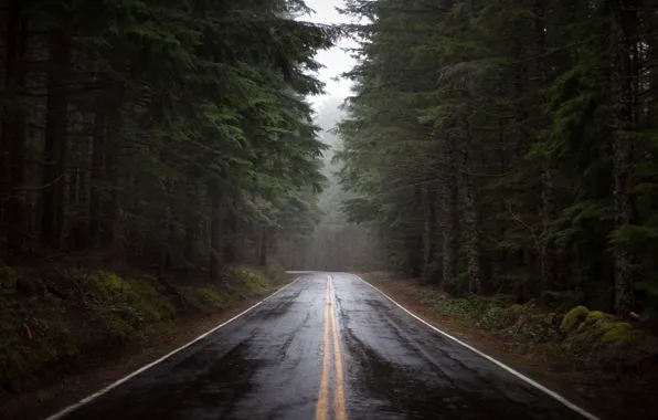 Road, forest, rain