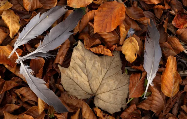 Leaves, background, feathers